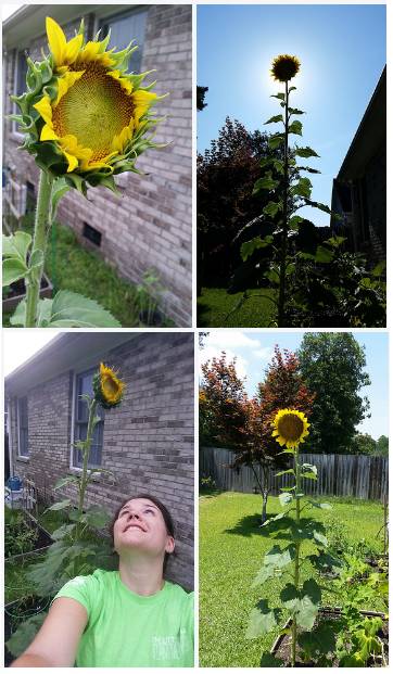 sunflower2015a